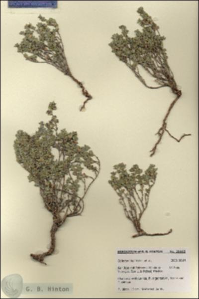 URN_catalog_HBHinton_herbarium_28663.jpg.jpg