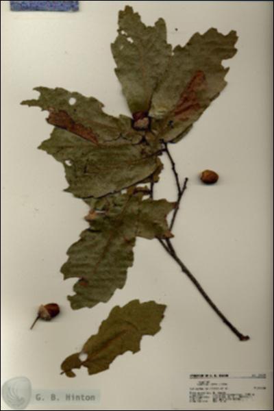 URN_catalog_HBHinton_herbarium_21409.jpg.jpg