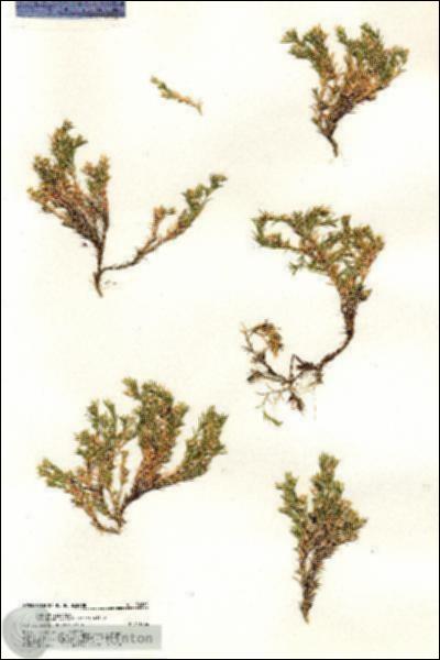 URN_catalog_HBHinton_herbarium_20861.jpg.jpg
