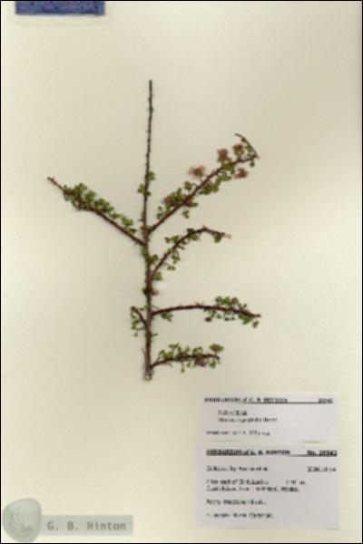 URN_catalog_HBHinton_herbarium_28542.jpg.jpg