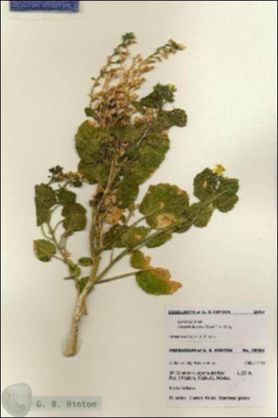URN_catalog_HBHinton_herbarium_28364.jpg.jpg