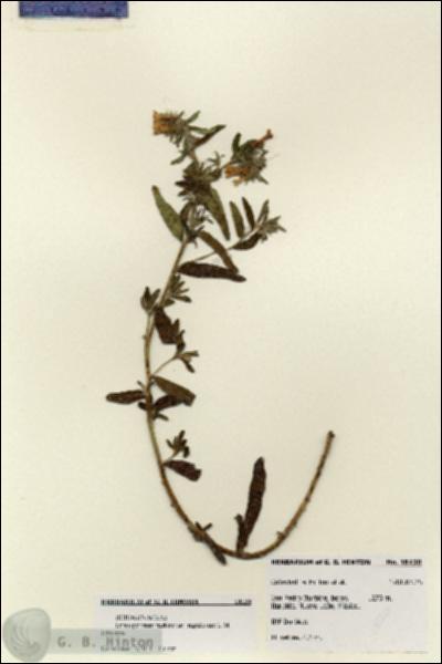 URN_catalog_HBHinton_herbarium_18120.jpg.jpg