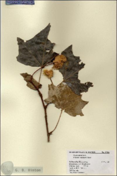 URN_catalog_HBHinton_herbarium_17591.jpg.jpg