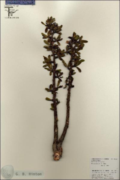 URN_catalog_HBHinton_herbarium_25825.jpg.jpg