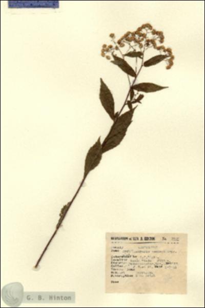 URN_catalog_HBHinton_herbarium_3266.jpg.jpg