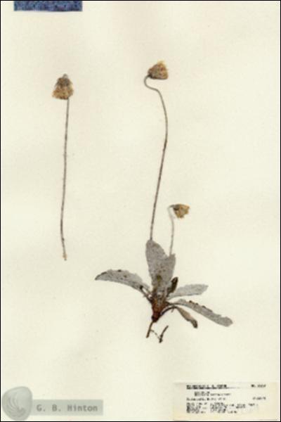 URN_catalog_HBHinton_herbarium_21369.jpg.jpg