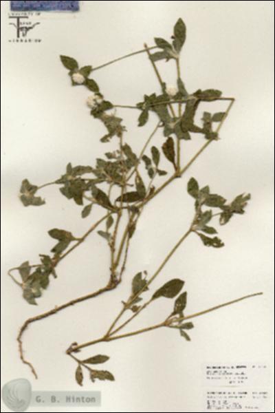 URN_catalog_HBHinton_herbarium_26455.jpg.jpg