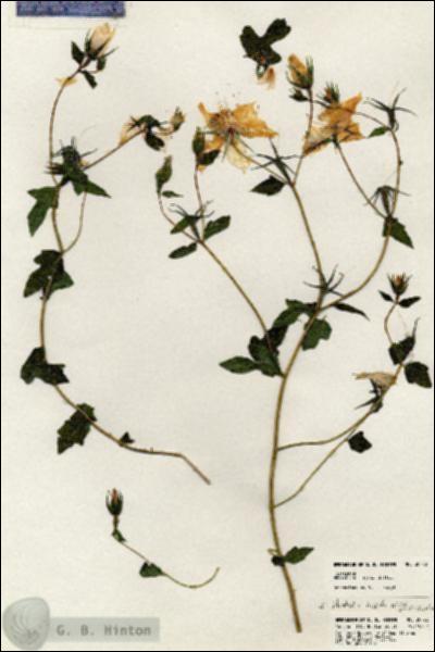 URN_catalog_HBHinton_herbarium_20772.jpg.jpg