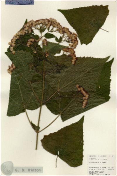 URN_catalog_HBHinton_herbarium_25005.jpg.jpg