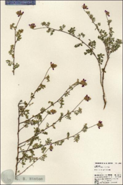 URN_catalog_HBHinton_herbarium_23845.jpg.jpg