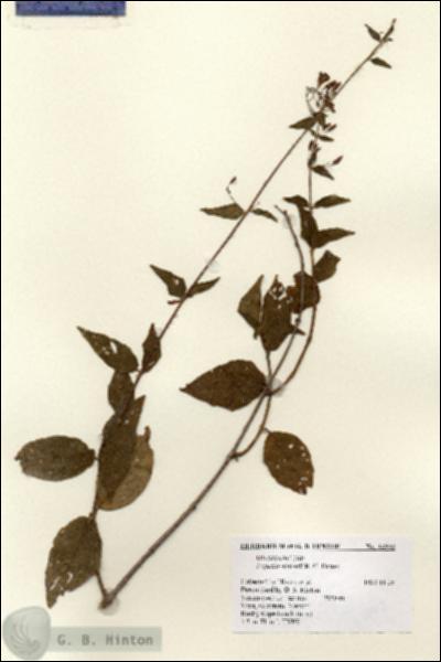 URN_catalog_HBHinton_herbarium_14902.jpg.jpg