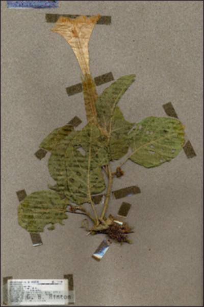 URN_catalog_HBHinton_herbarium_17610.jpg.jpg