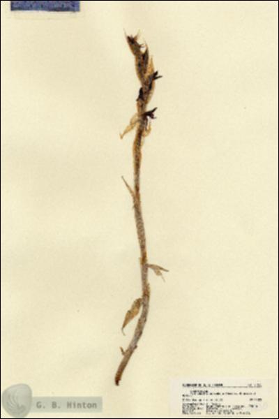 URN_catalog_HBHinton_herbarium_21830.jpg.jpg