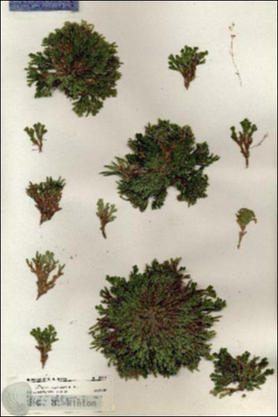 URN_catalog_HBHinton_herbarium_20852.jpg.jpg