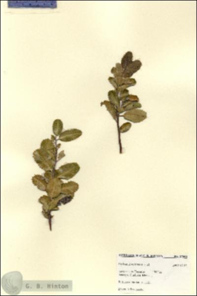 URN_catalog_HBHinton_herbarium_27800.jpg.jpg