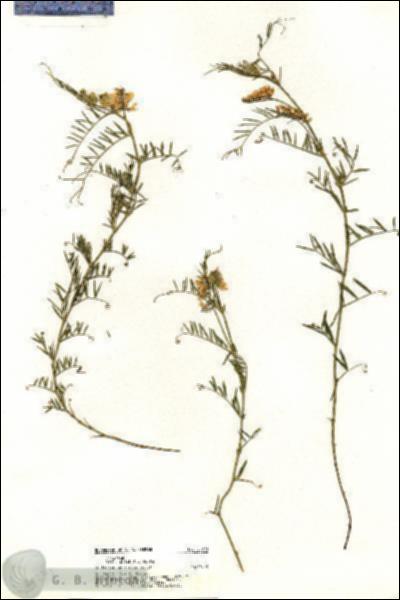URN_catalog_HBHinton_herbarium_20271.jpg.jpg