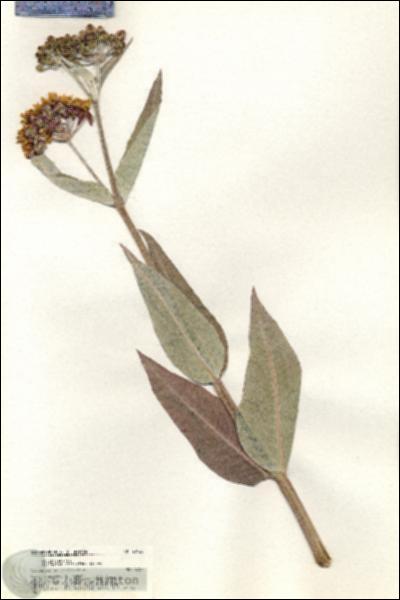 URN_catalog_HBHinton_herbarium_20460.jpg.jpg