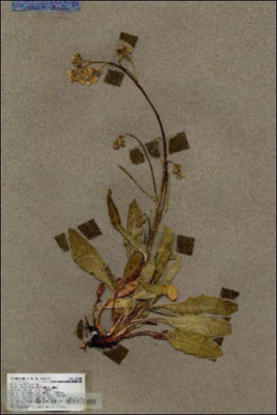 URN_catalog_HBHinton_herbarium_18315.jpg.jpg
