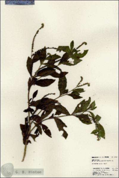 URN_catalog_HBHinton_herbarium_24444.jpg.jpg