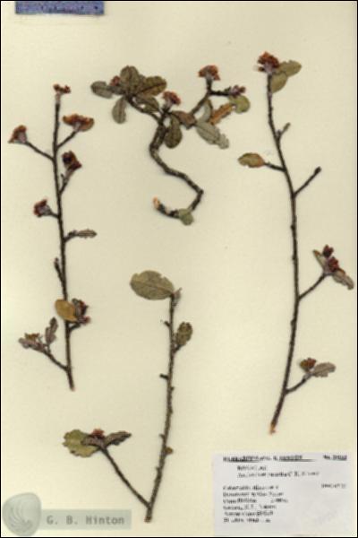 URN_catalog_HBHinton_herbarium_20150.jpg.jpg