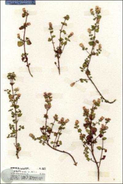 URN_catalog_HBHinton_herbarium_20073.jpg.jpg