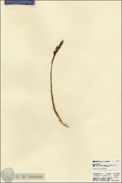 URN_catalog_HBHinton_herbarium_22778.jpg.jpg