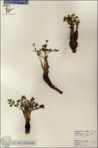 URN_catalog_HBHinton_herbarium_26575.jpg.jpg