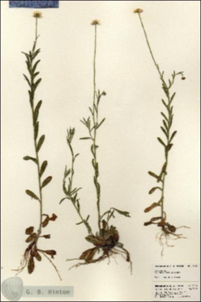 URN_catalog_HBHinton_herbarium_24118.jpg.jpg