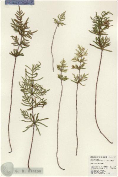 URN_catalog_HBHinton_herbarium_24590.jpg.jpg