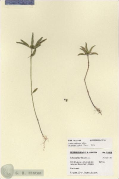 URN_catalog_HBHinton_herbarium_27908.jpg.jpg