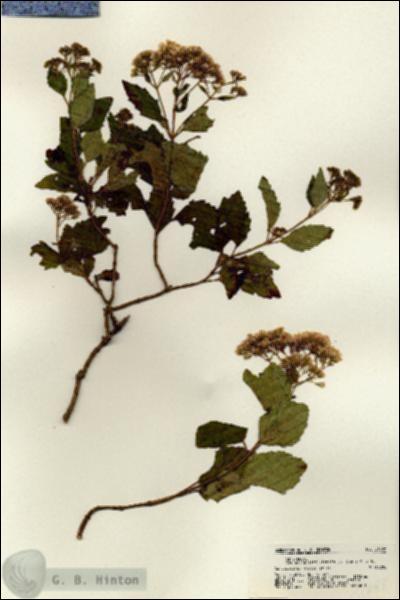 URN_catalog_HBHinton_herbarium_21688.jpg.jpg