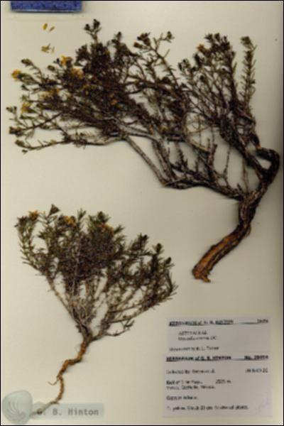 URN_catalog_HBHinton_herbarium_28454.jpg.jpg