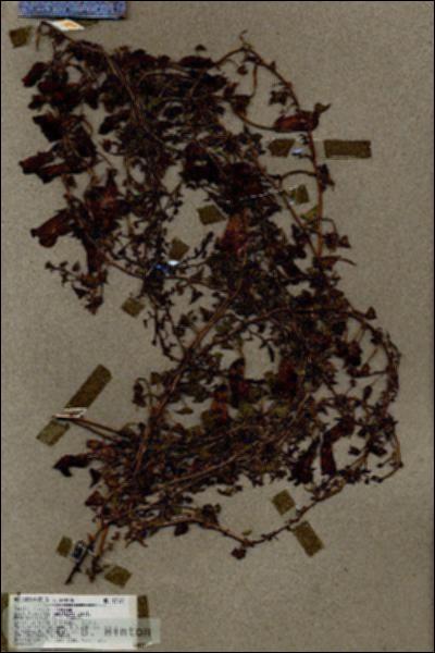 URN_catalog_HBHinton_herbarium_17184.jpg.jpg