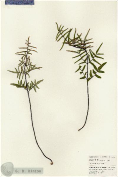 URN_catalog_HBHinton_herbarium_24716.jpg.jpg