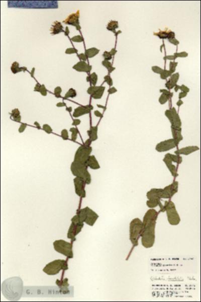 URN_catalog_HBHinton_herbarium_21446.jpg.jpg