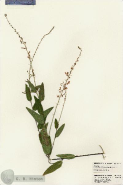 URN_catalog_HBHinton_herbarium_23173.jpg.jpg