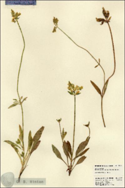 URN_catalog_HBHinton_herbarium_23426.jpg.jpg