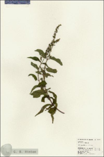 URN_catalog_HBHinton_herbarium_24722.jpg.jpg