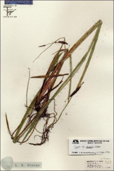 URN_catalog_HBHinton_herbarium_26757.jpg.jpg