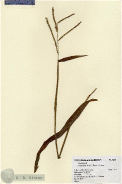 URN_catalog_HBHinton_herbarium_5206.jpg.jpg