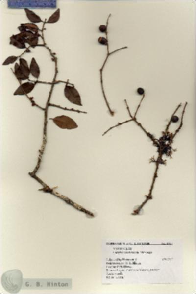 URN_catalog_HBHinton_herbarium_8957.jpg.jpg
