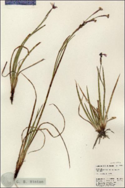 URN_catalog_HBHinton_herbarium_23937.jpg.jpg