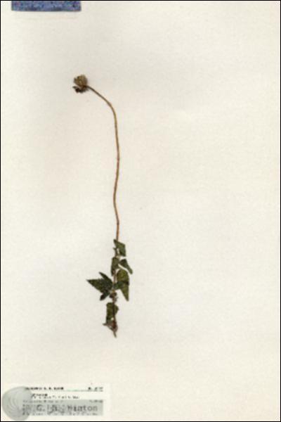 URN_catalog_HBHinton_herbarium_20748.jpg.jpg