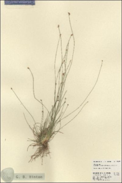 URN_catalog_HBHinton_herbarium_21483.jpg.jpg