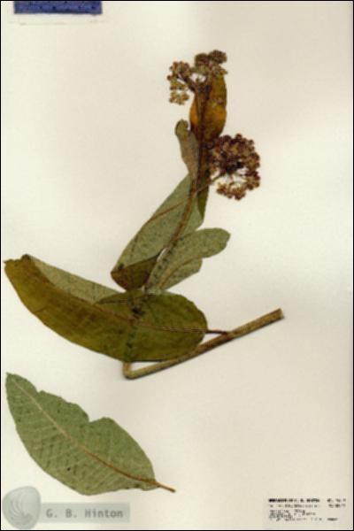 URN_catalog_HBHinton_herbarium_24539.jpg.jpg