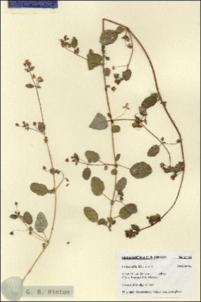 URN_catalog_HBHinton_herbarium_27732.jpg.jpg