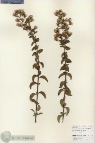 URN_catalog_HBHinton_herbarium_25920.jpg.jpg