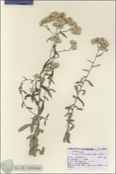 URN_catalog_HBHinton_herbarium_28290-1.jpg.jpg