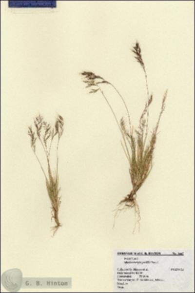 URN_catalog_HBHinton_herbarium_2447.jpg.jpg