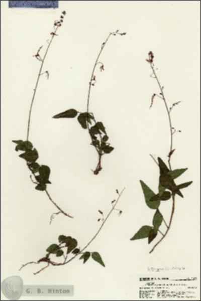 URN_catalog_HBHinton_herbarium_21436.jpg.jpg